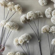 Allium Cream Bunch Becket Hitch White Allium, Abigail Ahern, Flower School, Forever Flowers, Book Candle, White Party, Gifts Cards, Clock Wall Decor, Faux Plants