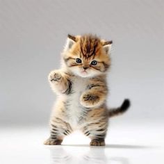 a small kitten standing on its hind legs with one paw in the air and it's front paws up