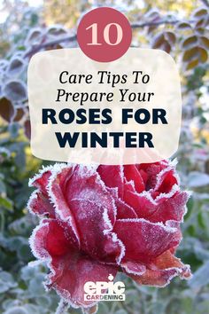 Close up of a dark pink rose with frost all over its petals How To Winterize Rose Bushes, Pruning Roses For Winter, Preparing Roses For Winter, Rose Bush Care, Hillside Gardening, Epic Gardening, Container Roses, Rose Plant Care, Pruning Roses