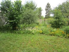 a field with trees and flowers in the background