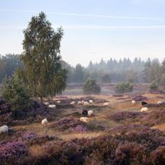 a herd of sheep grazing on a lush green hillside covered in purple wildflowers