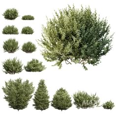 rum olive 13 bushes 3d model download Avatar Group, Urban Spaces Design, Material Library, Architecture Collage, Photoshop Textures, Ornamental Plants