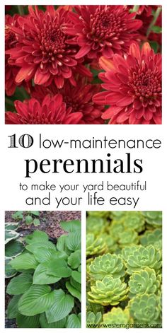 red flowers and green leaves with the words 10 low maintenance perennials to make your yard beautiful