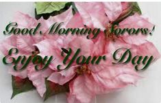 pink poinsettis with green leaves and the words good morning flowers enjoy your day