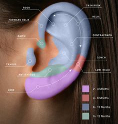 an ear with different parts labeled in the top half and bottom part, including the outer part