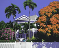 a large white house surrounded by palm trees and colorful flowers in front of a white picket fence