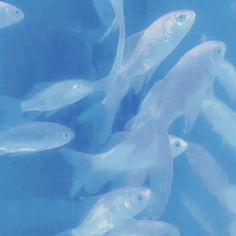 a group of white fish swimming in the water with bubbles on it's surface