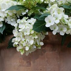 some white flowers are in a brown pot