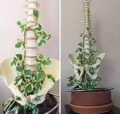 two pictures side by side, one with a plant growing out of it and the other with leaves on it