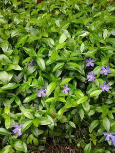 some purple flowers are growing in the bushes