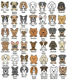 the different breeds of dogs with their names in english and german words on them,