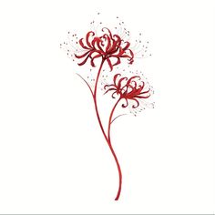 two red flowers on a white background