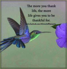 a hummingbird flying next to a purple flower with a quote about life giving thanks