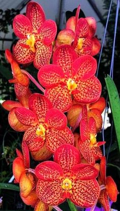 an orange and red flower with yellow stamens