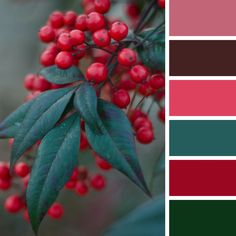 red berries and green leaves on a branch with color swatches in the background,