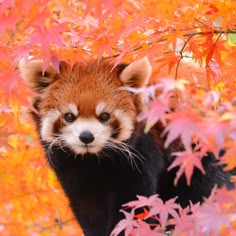 a red panda is standing in the leaves