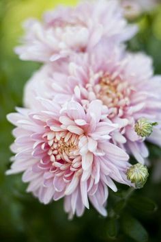 pink flowers with green leaves in the background