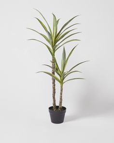 a potted plant on a white background