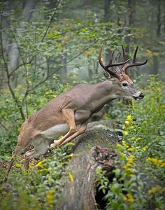 a deer jumping over a log in the woods