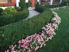 pink and white flowers are in the middle of a long row of trimmed hedges near a house