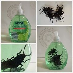 four pictures of different types of bugs in bottles