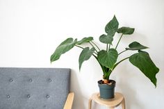 a potted plant sitting on top of a wooden table next to a gray chair