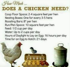 an image of chickens and eggs on the ground with text that says what does a chicken need