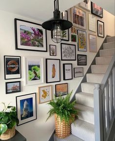 there is a staircase with many pictures on the wall and a potted plant next to it