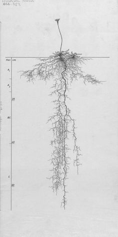 the diagram shows an image of a plant that is growing out of water and has roots attached to it