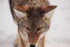 a close up of a wolf in the snow