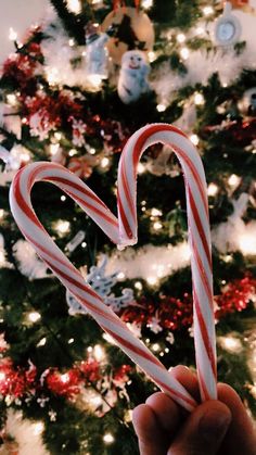 someone holding up two candy canes in front of a christmas tree