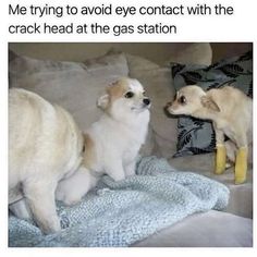 two small dogs sitting on top of a bed next to each other with yellow socks