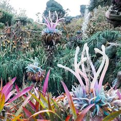 many different plants and trees on the side of a hill