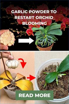 the instructions for how to grow an orchid plant in a pot with text overlay