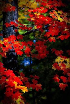 red and yellow leaves on a tree in the woods