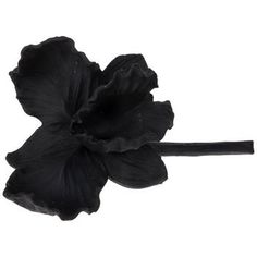 a single black flower on a white background