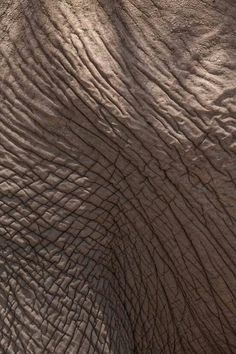 an elephant's wrinkled skin is seen in this close up shot from the top