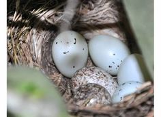 four eggs are in a nest with one egg broken and the other hatched up