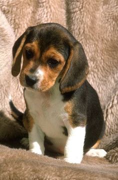 a small dog sitting on top of a blanket