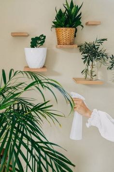 a woman is cleaning her houseplant with a cloth and some potted plants