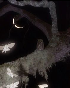 three white moths flying in the night sky near a tree with two crescent moon lights