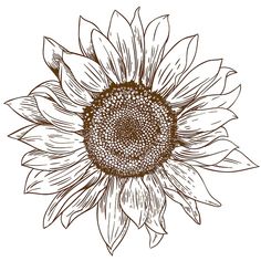 a drawing of a sunflower in brown ink on a white background, with the petals still attached