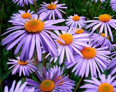 many purple flowers with yellow centers in the middle