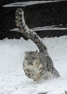 a snow leopard is playing in the snow