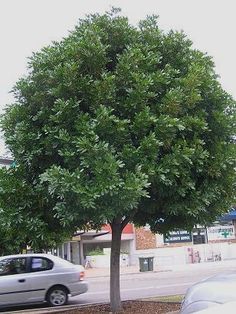 a car is parked in front of a tree on the side of the road near a parking lot