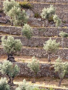 several trees are growing on the side of a stone wall in an arid area with dry grass and rocks