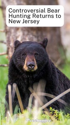 a black bear sitting next to a tree in the grass with text above it that reads,