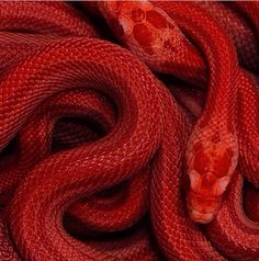 a red snake is curled up and ready to be used as a background or wallpaper