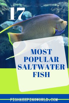 the most popular saltwater fish in the world with text overlay that reads, 17 most popular saltwater fish