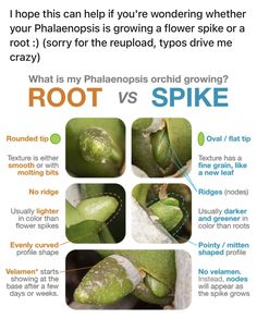 an advertisement for root vs spike, which shows the stages of growing and how to use it